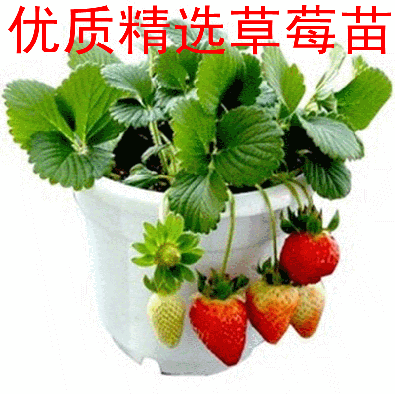 白雪公主草莓苗 日本品种  第4张
