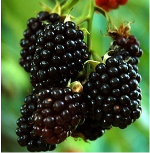 可盆栽黑树莓苗 第三代保健水果 黑莓苗 抗癌,软化血管当年结果苗