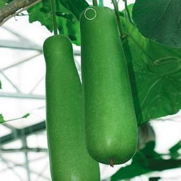 蔬菜种子【棒子葫芦】种子 庭院搭凉棚观光园病虫害少观果植物6粒