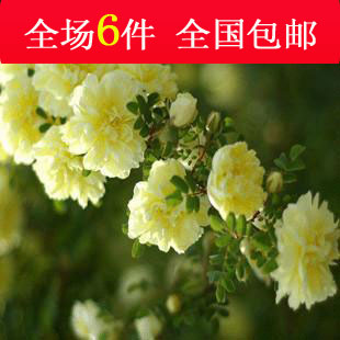 花卉盆栽 藤本攀爬植物 木香花 七里香 用于庭院花架或攀援篱墙