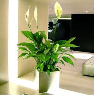 家居室内绿植盆栽植物 一帆风顺 白掌 净化空气 吸甲醛 盆景植物