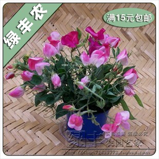 粉色香豌豆种子 芳香宜人 家庭室内批发阳台盆栽花卉植物种子