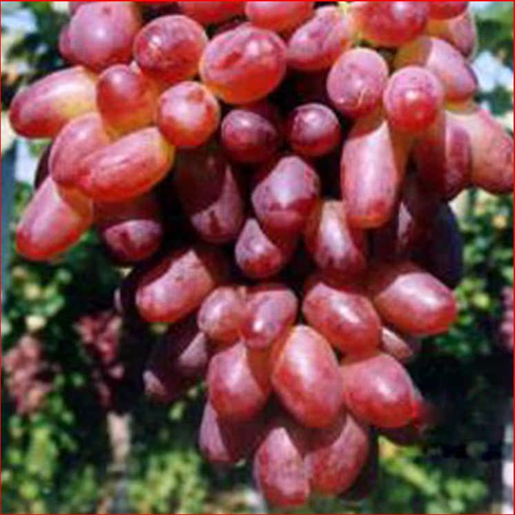 果树葡萄苗盆栽地栽 里扎马特 内有10几种品种可以选择3年包成活