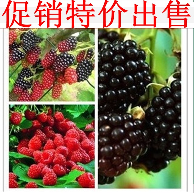 树莓苗特价水果苗上线盆栽果树苗木/红树莓苗/黑树莓苗当年结果苗