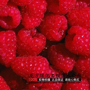 盆栽美味可口的红树梅-卡偌琳 红树莓苗 第三代保健水果