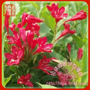阳台庭院绿化花卉【红王子锦带】红花绿叶 花期特长