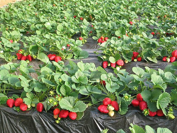 新品种 盆栽草莓苗 草莓秧 本地特产 四季可种奶油草莓苗
