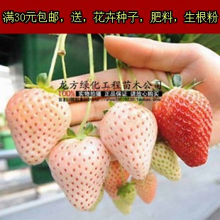 盆栽白草莓 四季草莓苗 果树苗当年结果攀援爬藤草莓苗