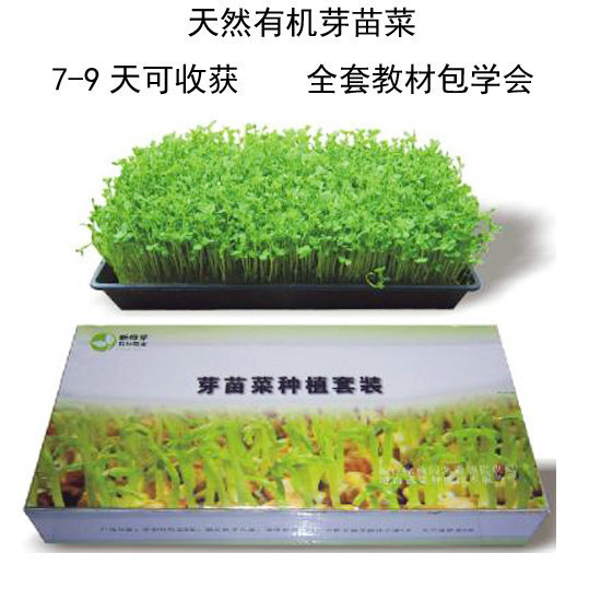 芽苗菜种植套装 芽苗盘 种子 全套教材 易学易种 有机蔬菜 豆苗