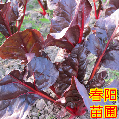 蔬菜种子批发 红叶甜菜种子  美观 叶可食用 可以盆栽阳台种菜