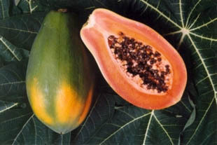 包邮缘来园艺番木瓜树苗3年生苗富含17种以上氨基酸及钙铁等果树
