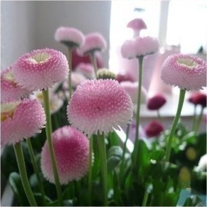 观花植物【草莓雪糕】塔苏 雏菊花种 约10粒