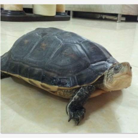 大乌龟活体宠物龟 半水龟菜龟 新手 观赏龟 素食龟大龟3-4斤特价