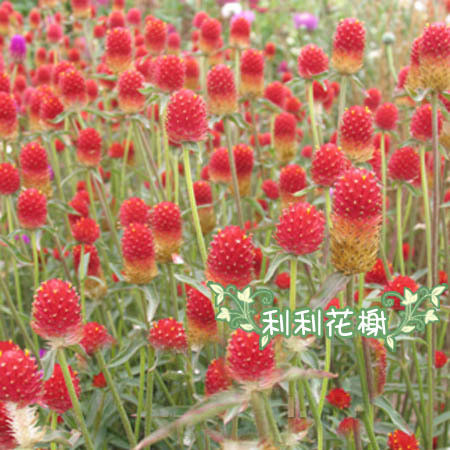 盆栽花种 矮大花千日红20粒1元120粒5元 花种子花卉种子花种