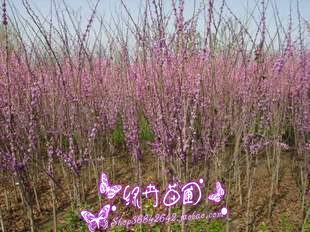 绿卉苗圃：绿化苗木*庭院绿化紫荆树*小苗（棵）1米高以上