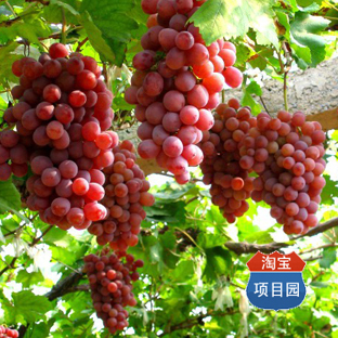 红提子栽培技术大全 红地球葡萄种植技术（6个盘+3本书籍）