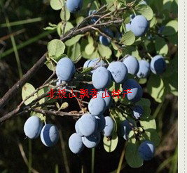 北极野生蓝莓速冻鲜果 500克