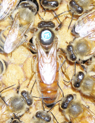 种蜂王 意蜂王 美意蜂 蜜蜂种王 蜜蜂蜂王 蜜蜂产卵王