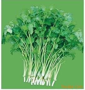 寿光蔬菜种子 日本优质香菜 芫荽 家庭种植 100粒/元