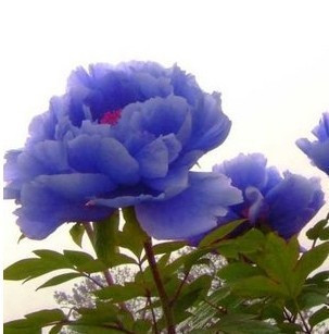 极品牡丹花霸主 【蓝牡丹】蓝色牡丹极其珍贵 等多个品种盆栽