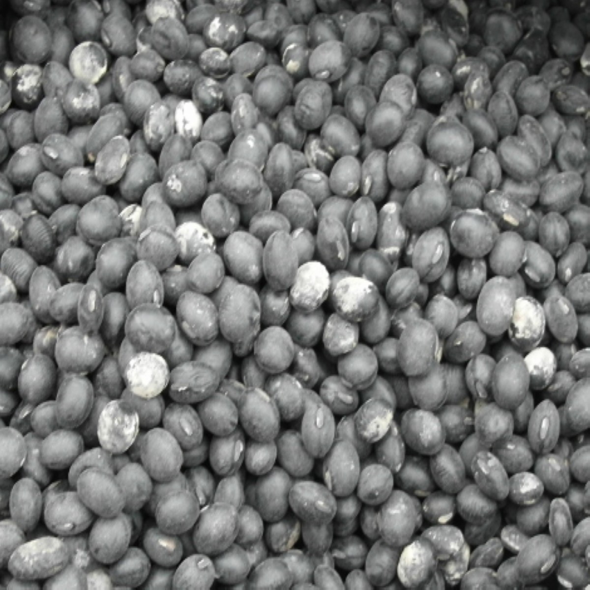东北特产 农家黑豆 有机黑大豆 新货 磨豆浆的大黑豆 250克