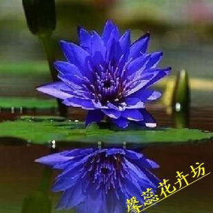 水生花卉 水生植物 水培植物 碗莲 睡莲根茎 蓝星睡莲