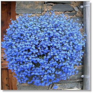 垂吊植物 盆栽花卉 蓝花亚麻种子 天蓝色小花 非常美丽40粒装