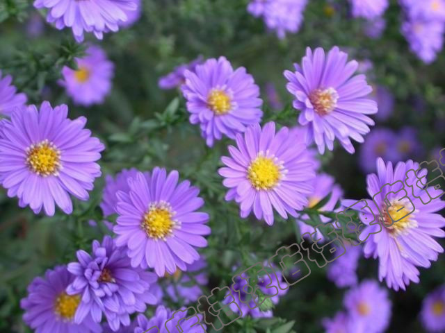 荷兰菊种子 柳叶菊 纽约紫菀 花繁色艳 适应性强 耐寒耐暑