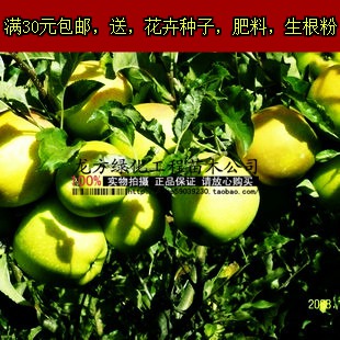 果树苗苹果树 庭院植物盆栽植物嫁接苗 青香蕉苹果苗5年苗