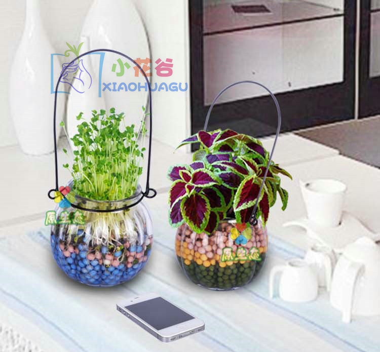 陶碳球负离子盆栽办公室桌面摆件绿植微景观种子创意植物心形草