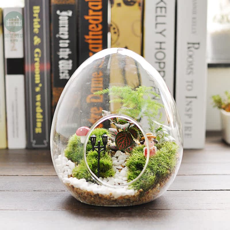 阿花阿草 苔藓植物微景观 新奇创意礼物礼品 玻璃生态瓶窗台摆件