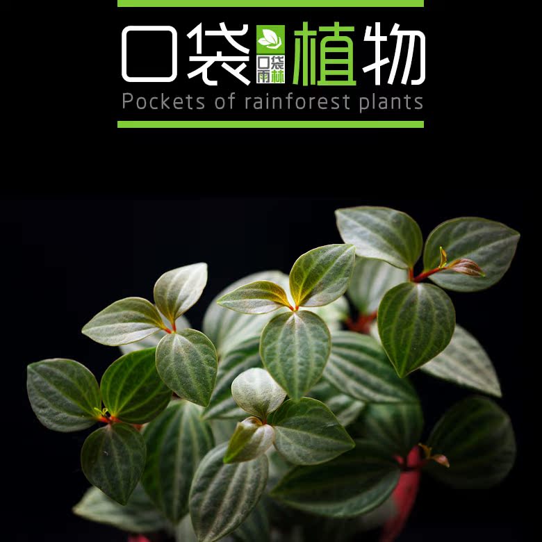 西瓜皮椒草 微观迷你桌面创意植物 水陆缸 豆瓣绿 苔藓生态瓶