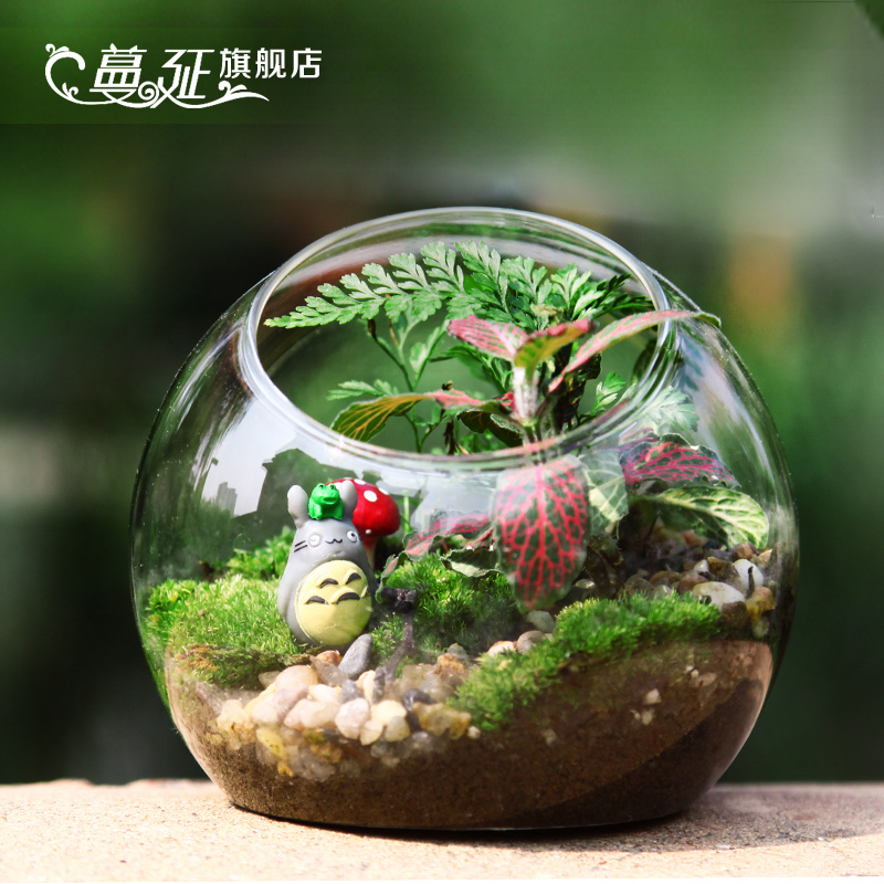 蔓延苔藓微景观生态瓶办公室创意迷你礼物新奇DIY桌面植物摆件