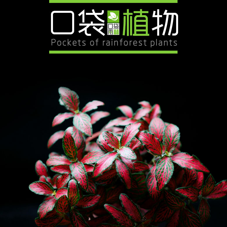 红网纹草 火焰 迷你微观背景盆栽桌面植物 苔藓微景观生态瓶 观叶