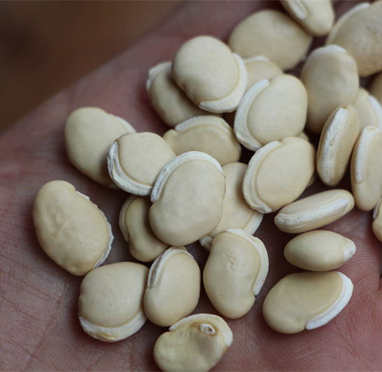 云南农家白扁豆500g 五谷杂粮 白扁豆种子健脾养胃 三斤包邮