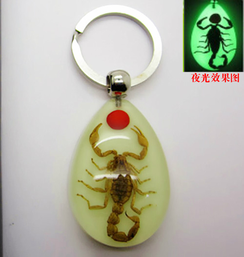 昆虫琥珀标本钥匙扣 韩国男女士圈环夜光红豆黄蝎子礼品 定制刻字