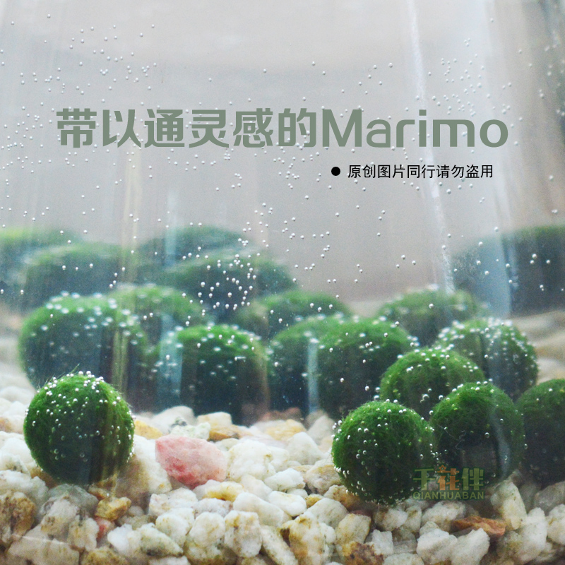 批发 单颗marimo幸福球藻 微景观 海藻球生态瓶 创意迷你植物盆栽