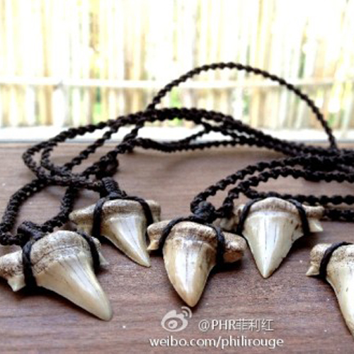 泰国直递【蓝先生的宝贝】收藏级100万年鲨鱼牙化石