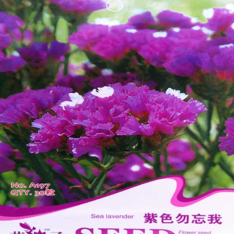 花卉种子 紫色勿忘我种子 阳台盆栽植物花草种子 星辰花 补血草