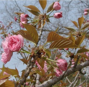 樱花 樱花苗 花色艳丽芳香 路道庭院 行道树 庭院植物