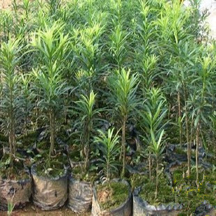 有氧常绿植物花卉 日本罗汉松树苗 净化空气 防辐射盆栽庭院均可