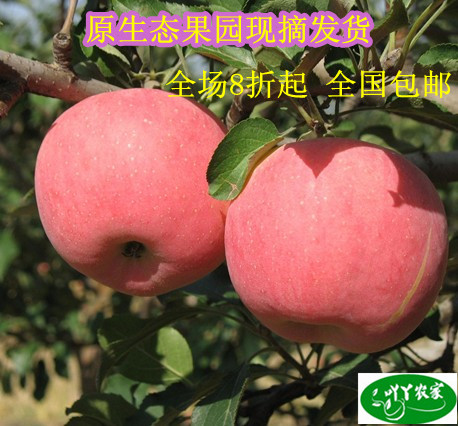 新鲜水果 洛川苹果 红富士苹果礼盒特大85mm10斤全国包邮