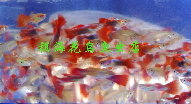 巴西红孔雀鱼/热带鱼/观赏鱼/小型热带鱼150条/120元
