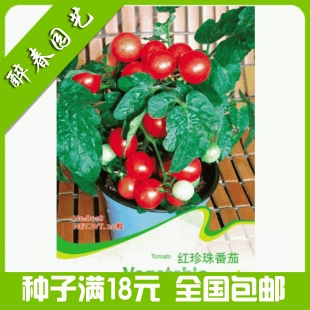 红珍珠番茄种子 可食用口味好早熟 阳台家庭盆栽植物蔬菜种子批发