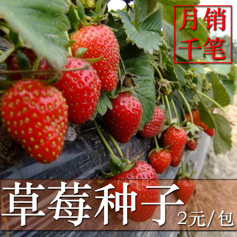 草莓种子 挂果多周期长 蔬菜种子 大红草莓 水果种子 50粒