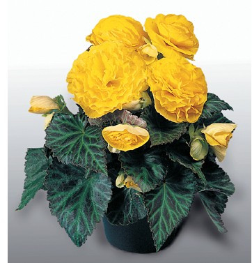 H51德国Benary进口花卉种子 球根海棠永恒系列 黄色 5粒