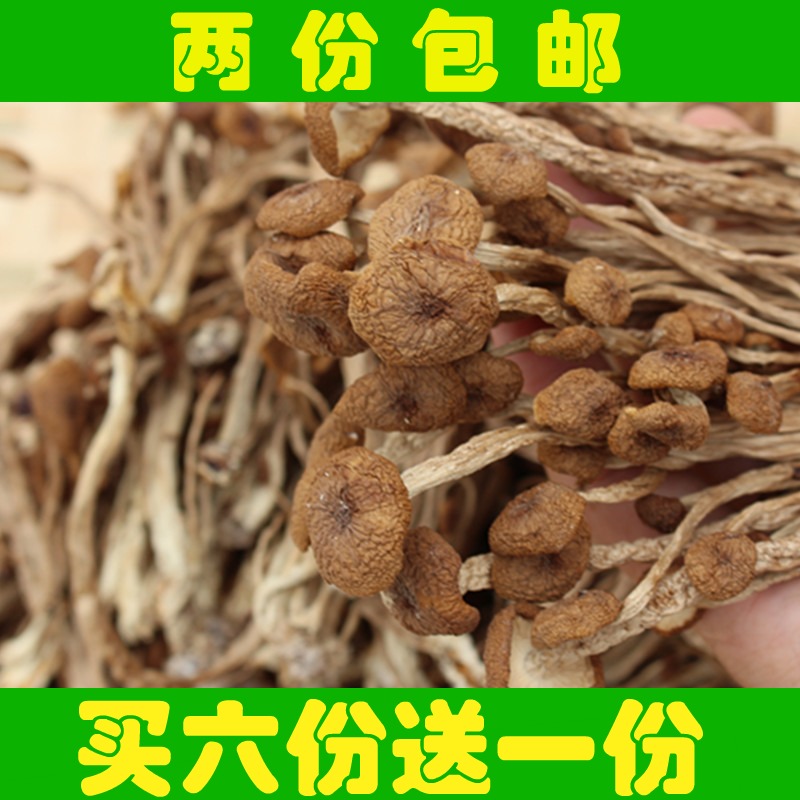 河源特产特级茶树菇新货干货香菇茶薪菇冰菇野生罐头茶树菇猴头菇