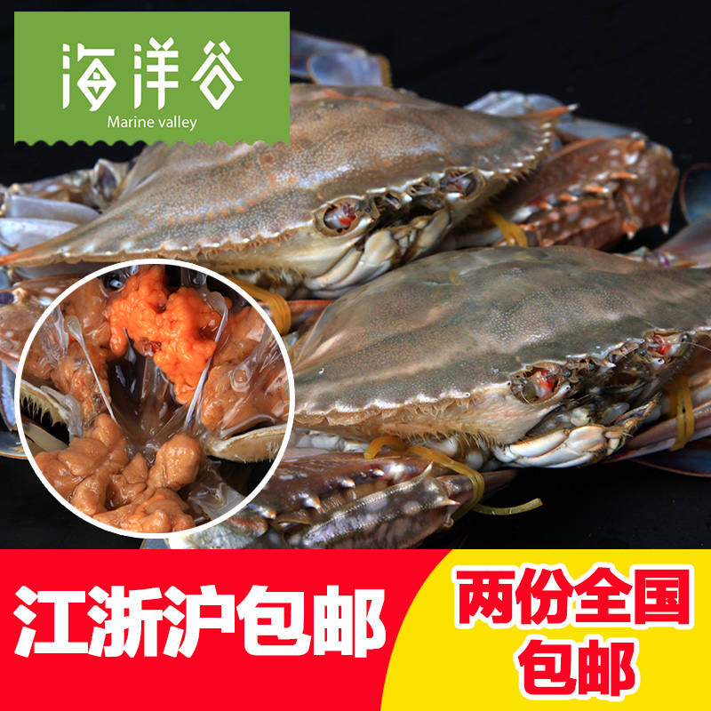 【海洋谷冰鲜梭子蟹】红膏海螃蟹东海象山石浦海鲜水特产野生母蟹
