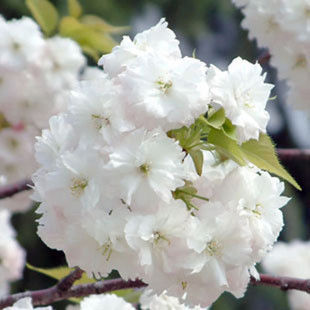 苗圃行道树新品种 红叶樱花树苗 日本樱花苗 当年开花 发彩色树种