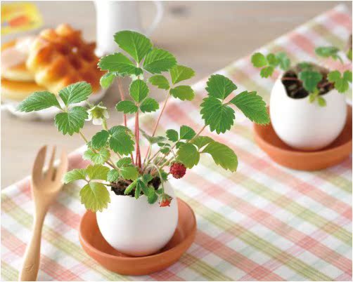 新品幸运蛋 创意绿植桌面摆件微景观 DIY种植薄荷真花小盆栽礼品